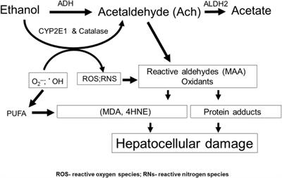 Lipophagy and Alcohol-Induced Fatty Liver